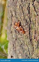 Image result for Cicada Husk