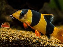 Image result for Best Loaches for Eating Snails