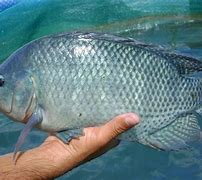 Image result for Tilapia Entera