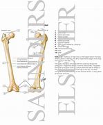 Image result for Femur Osteology