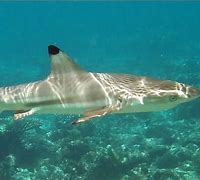 Image result for Nervous Shark