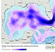 Image result for Tuna Migration