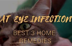 Image result for Infected Cat Eye