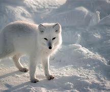 Image result for Arctic Fox HD