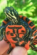 Image result for Red Spotted Turtle Food