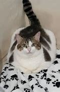 Image result for Gato Miao