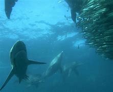 Image result for Feeding Sharks in Aquarium