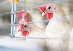 Image result for Avian Bird Flu Region