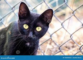 Image result for Stray Black Cat Trash