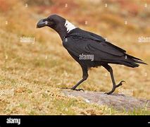 Image result for Ative American Raven