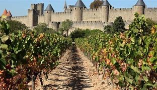 Image result for Languedoc-Roussillon Wine Region