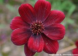 Image result for Rare Wild Flowers