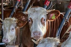 Image result for Agriculture Cow