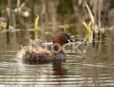 Image result for Little Grebe