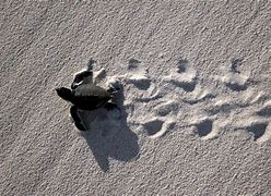 Image result for Sea Turtle Babies