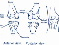 Image result for Knee Lateral Rotation