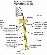 Image result for Buttock Nerves