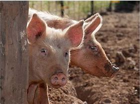 Image result for Pumpkins for Pigs