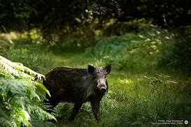 Image result for Australia Boar Black and White