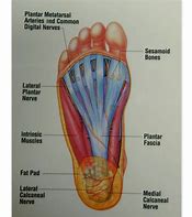 Image result for Foot Anatomy Plantar Arch