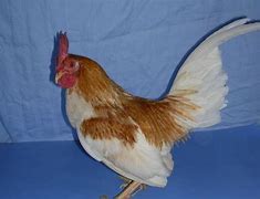 Image result for Miniature Chickens