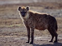 Image result for Panthera Pardus Hyaenidae