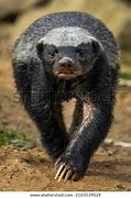 Image result for Desert Badger