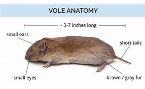 Image result for Vole Anatomy Model