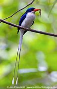 Image result for Paradise Kingfisher