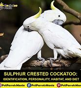 Image result for sulphur crested cockatoo habitat