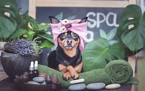 Image result for Pets Spa Dog