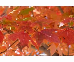 Image result for Caddo Maple Tree