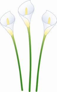 Image result for Calla Lily Flower Clip Art