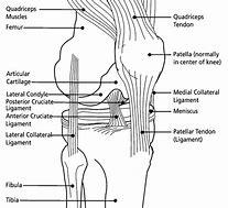 Image result for Knee Labeling