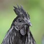 Image result for What Is a Serama Chicken