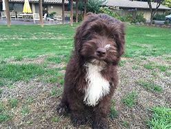 Image result for Chocolate Labradoodle