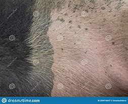 Image result for Pig Skin Conditions