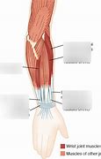 Image result for Wrist Muscles