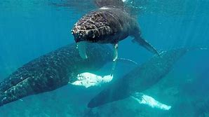 Image result for Gray Whale Animal