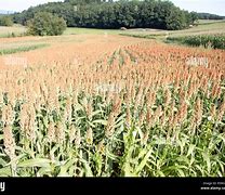 Image result for Millet Field Art India