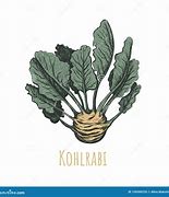 Image result for Kohlrabi Drawing