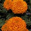 Image result for Good Morning Marigold Flowers