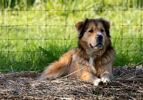 Image result for Golden Shepherd Images