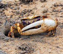 Image result for Fiddler Crab Larva