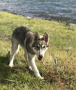 Image result for Husky Wolf Mix