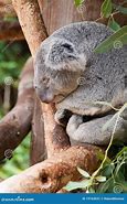 Image result for Koala Bear Sleep