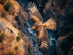 Image result for Eagle Flying Top View