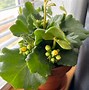 Image result for Kalanchoe Little Dragon