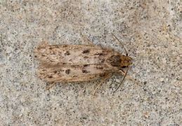 Image result for Brown House Moth Infestation