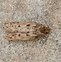 Image result for Florida Brown Moth